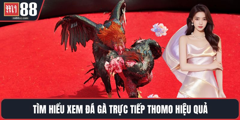 Tìm hiểu xem đá gà trực tiếp Thomo hiệu quả